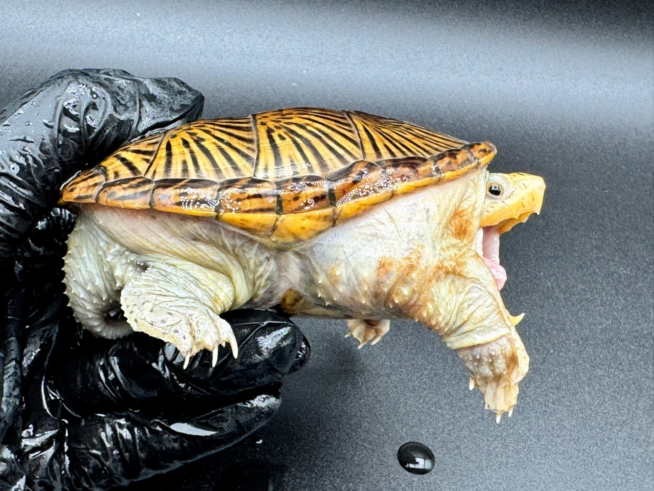 ハラガケガメ　Ｗ(2)