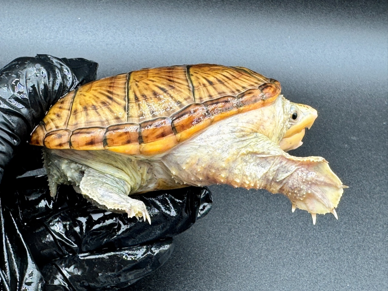 ハラガケガメ　Ｏ(2)