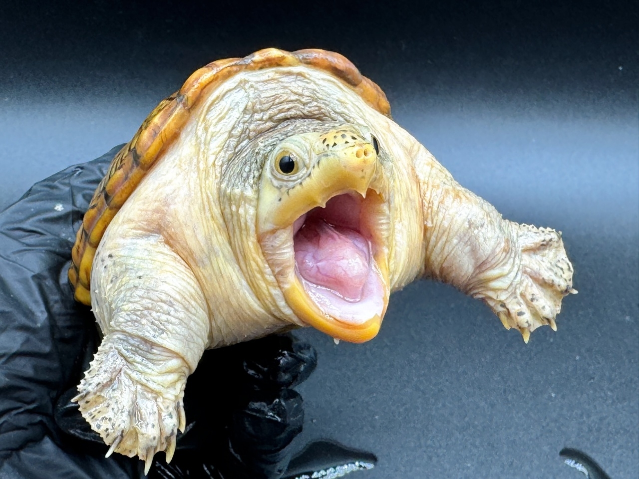 ハラガケガメ　Ｈ(3)