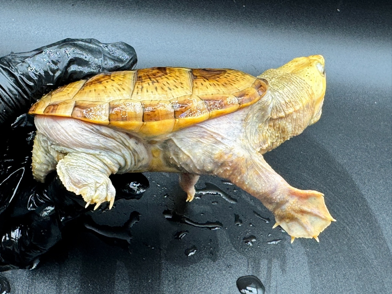 ハラガケガメ　Ｙ(2)