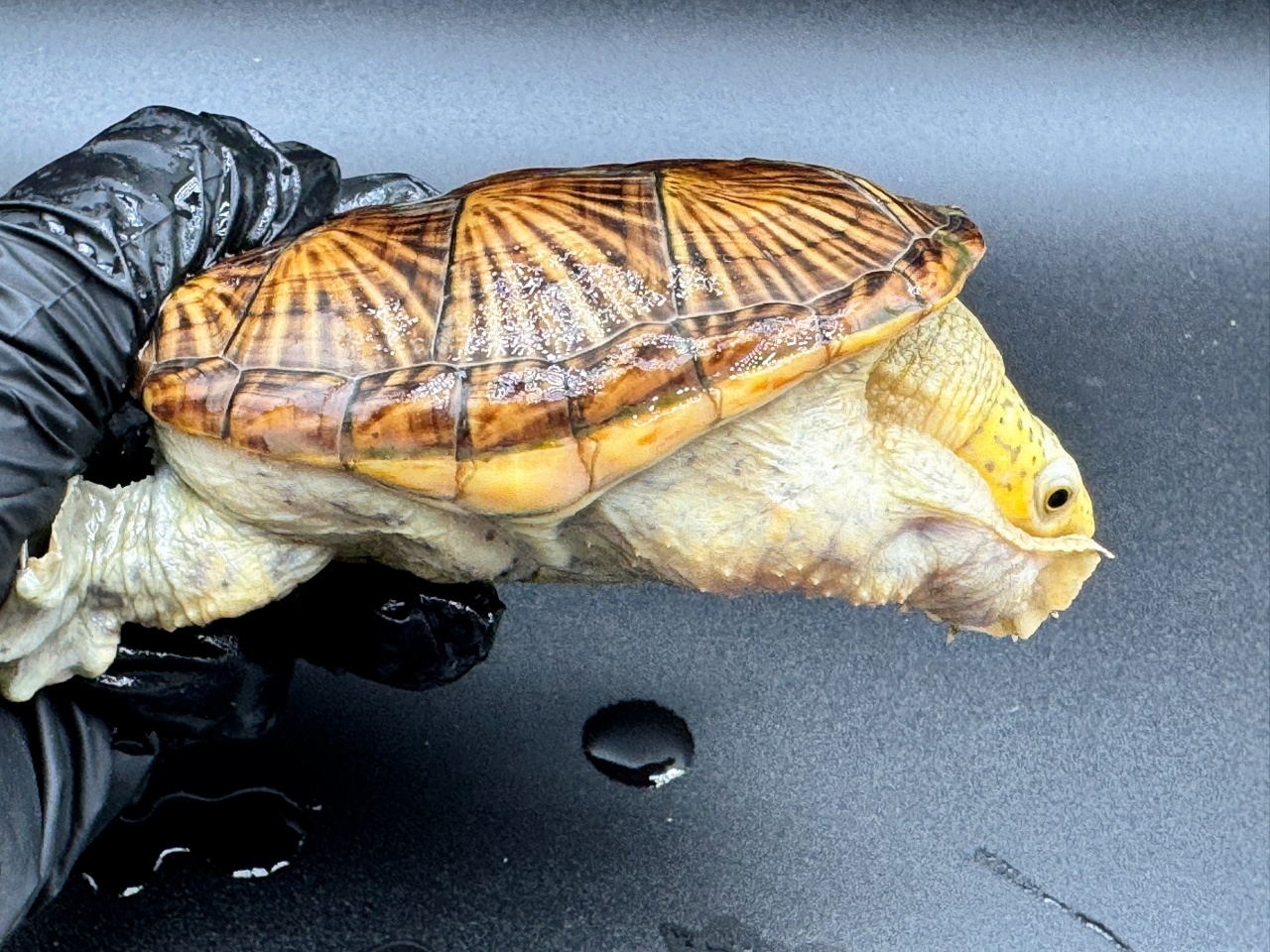 ハラガケガメ　Ｎ(2)