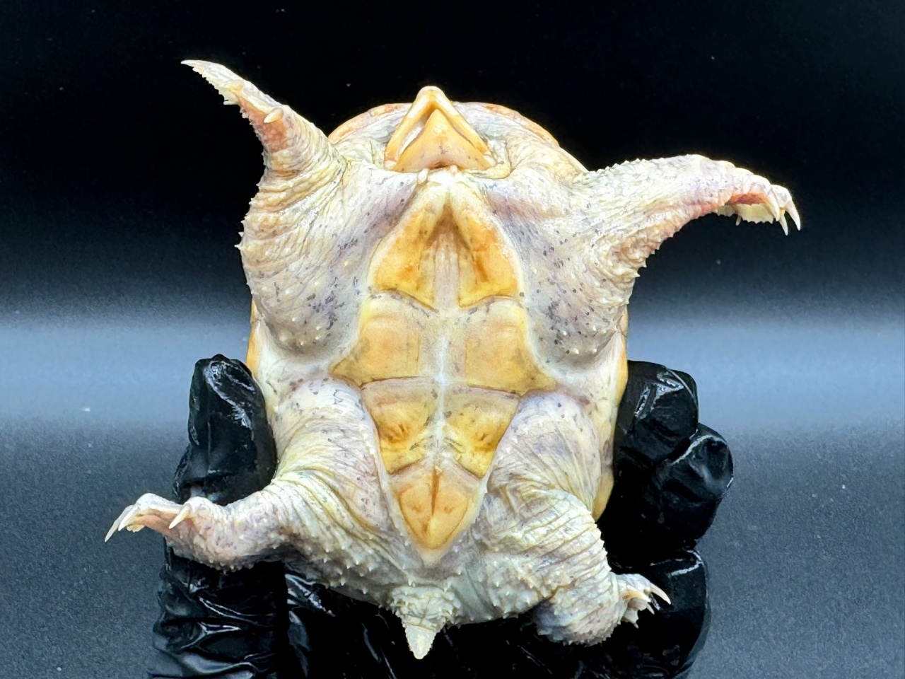 ハラガケガメ　Ｏ(4)