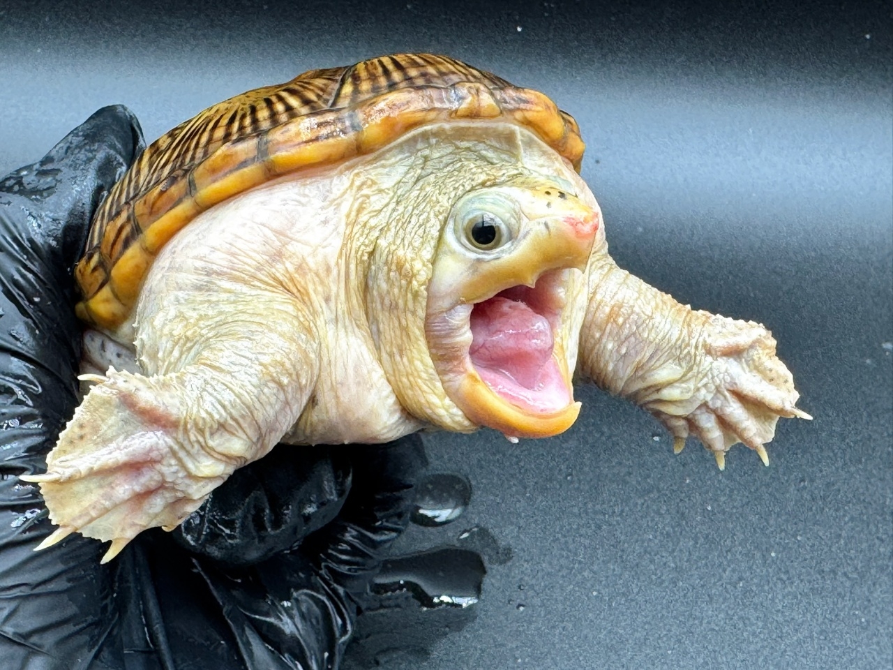 ハラガケガメ　Ｋ(3)