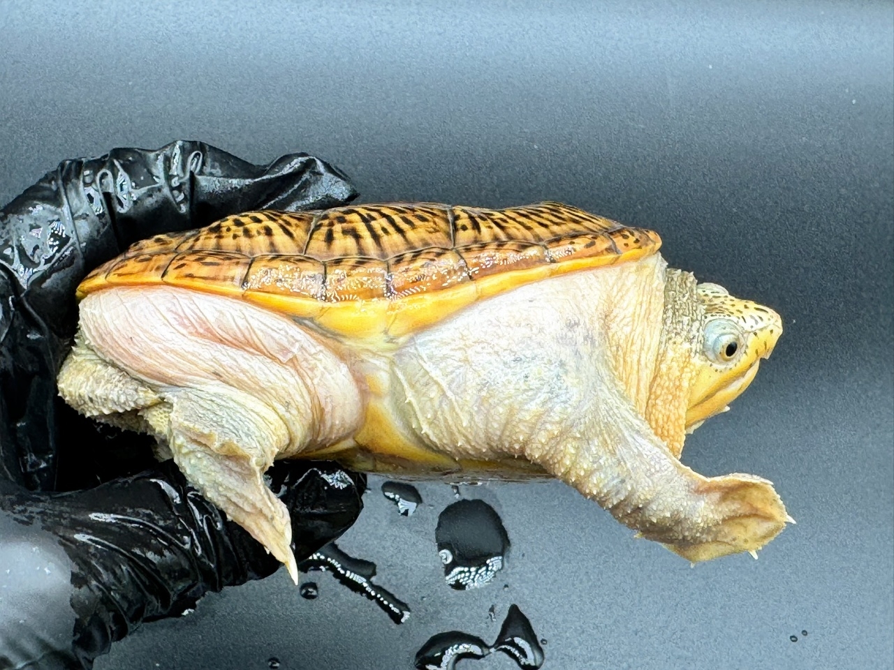 ハラガケガメ　Ｄ(2)