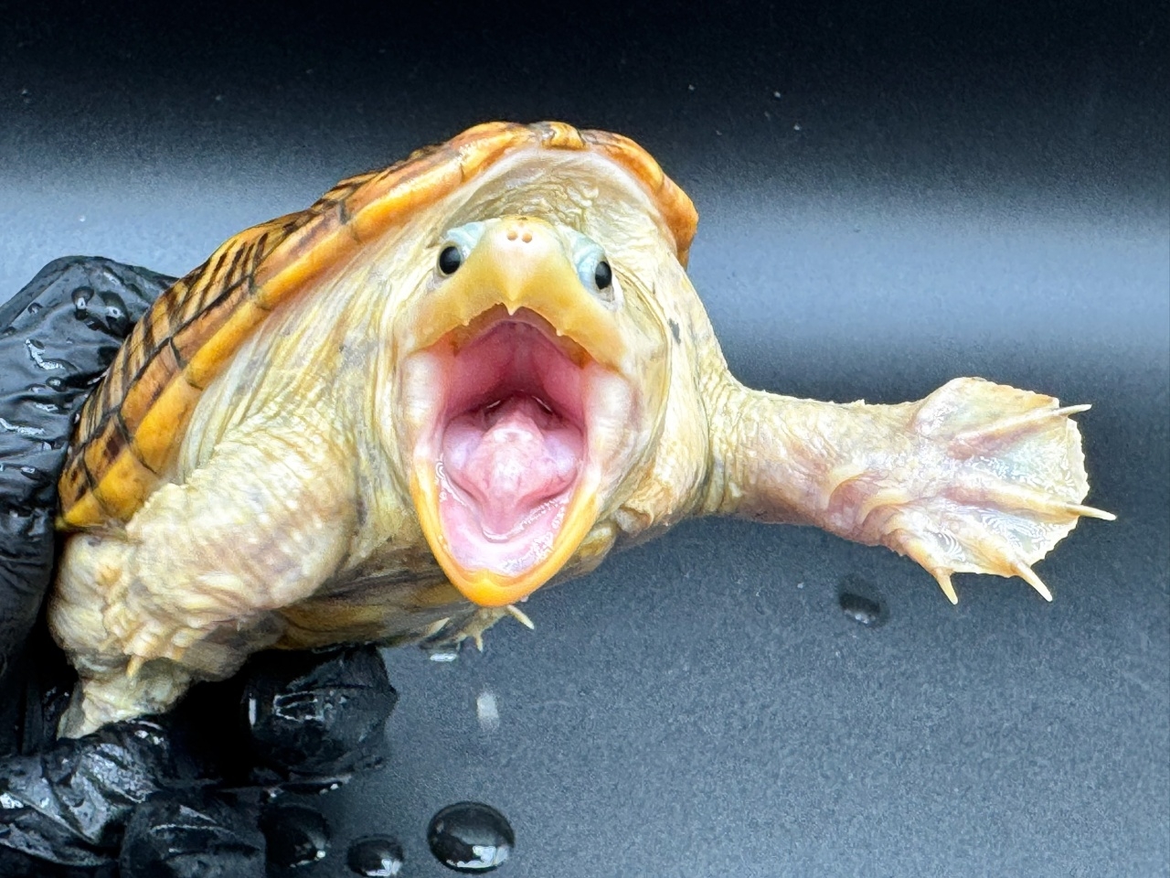 ハラガケガメ　Ｖ(3)