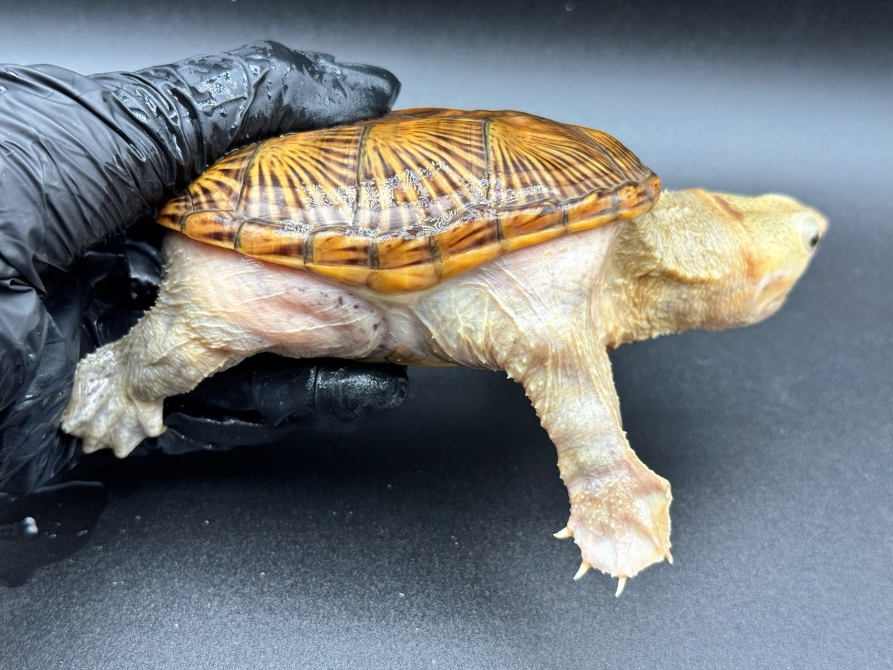 ハラガケガメ　Ｋ(2)