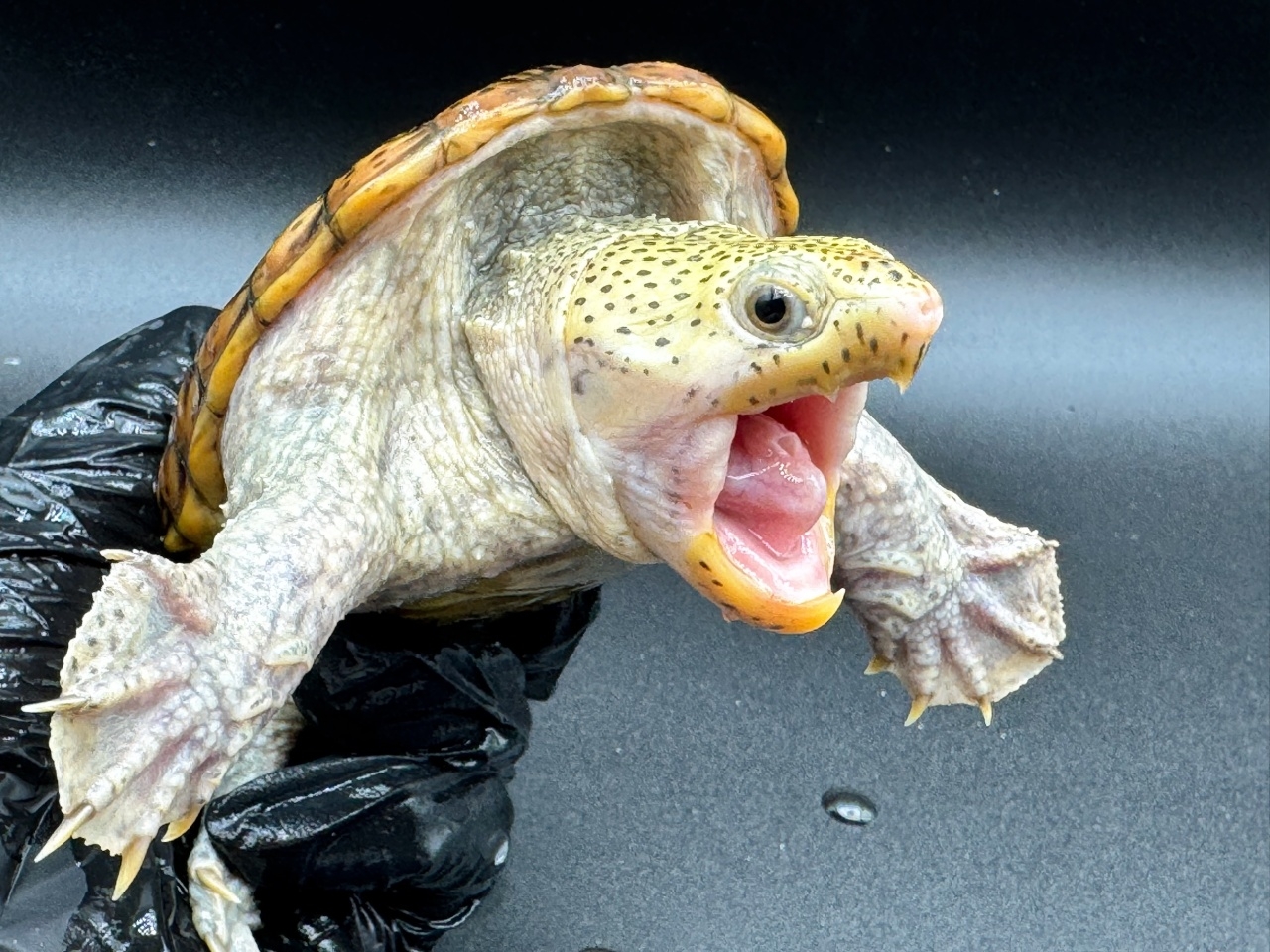 ハラガケガメ　Ｚ(3)