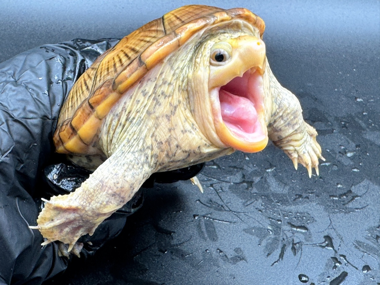 ハラガケガメ　Ｐ(3)