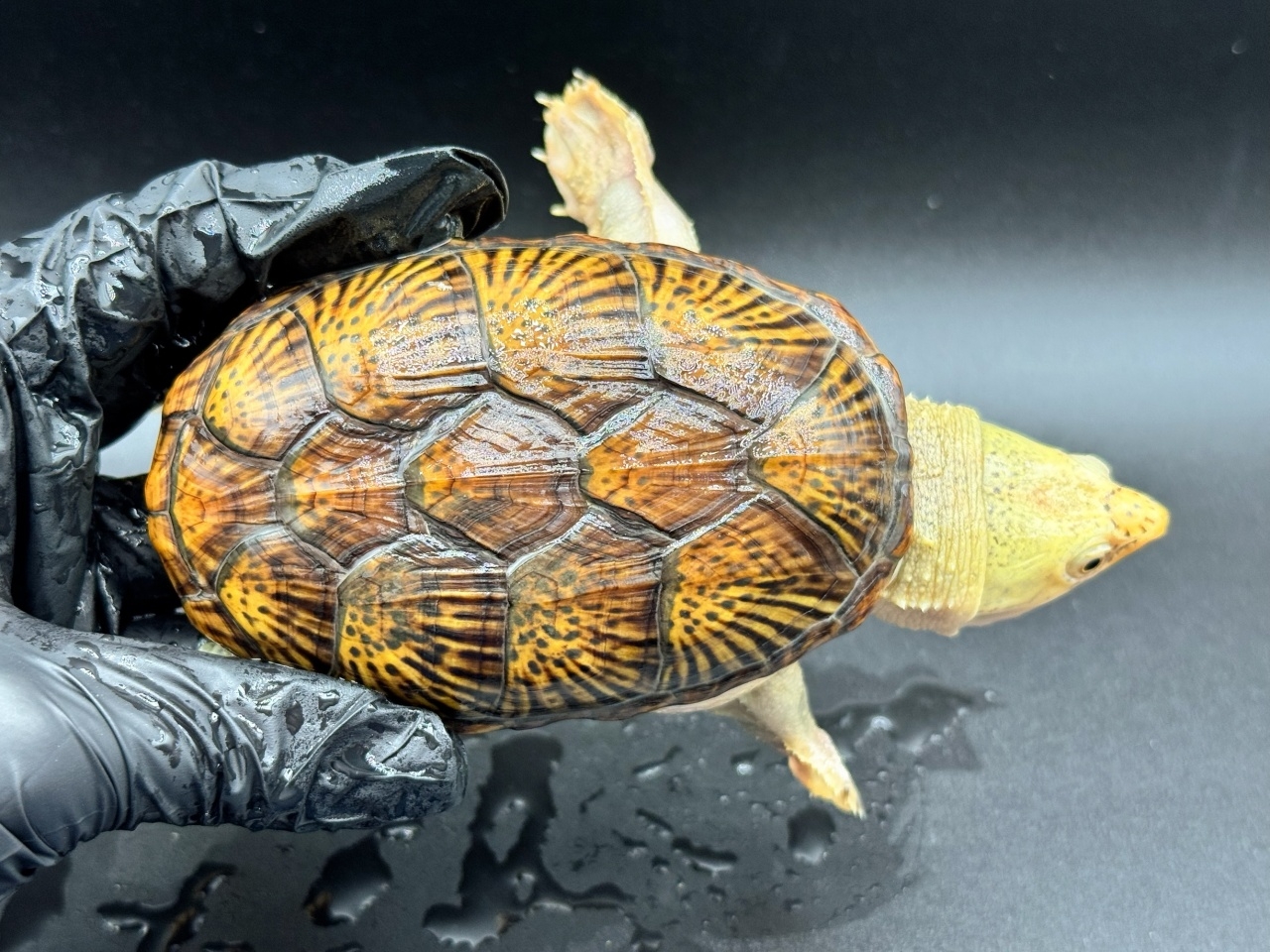 ハラガケガメ　Ｍ(1)