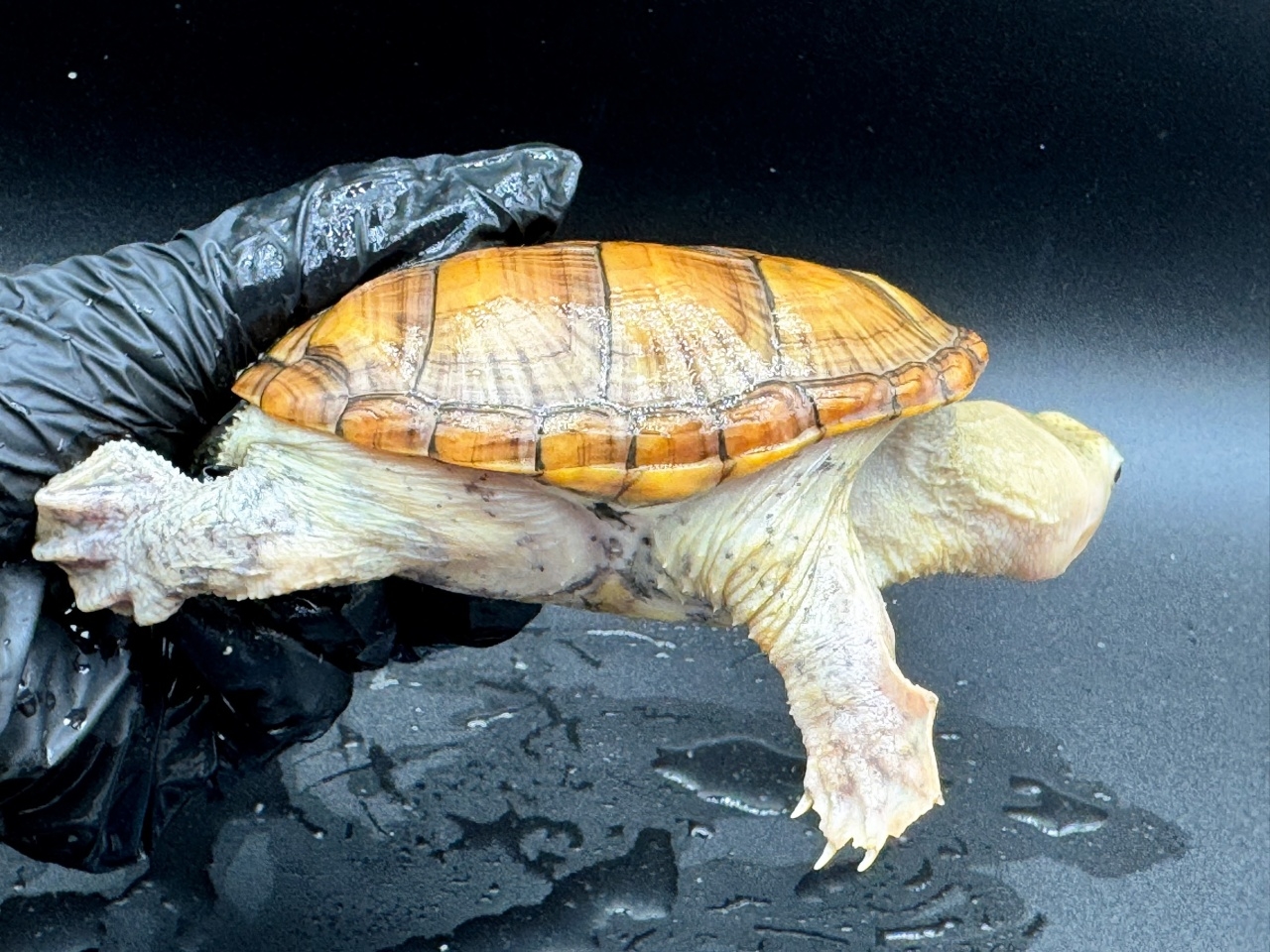 ハラガケガメ　Ｒ(2)