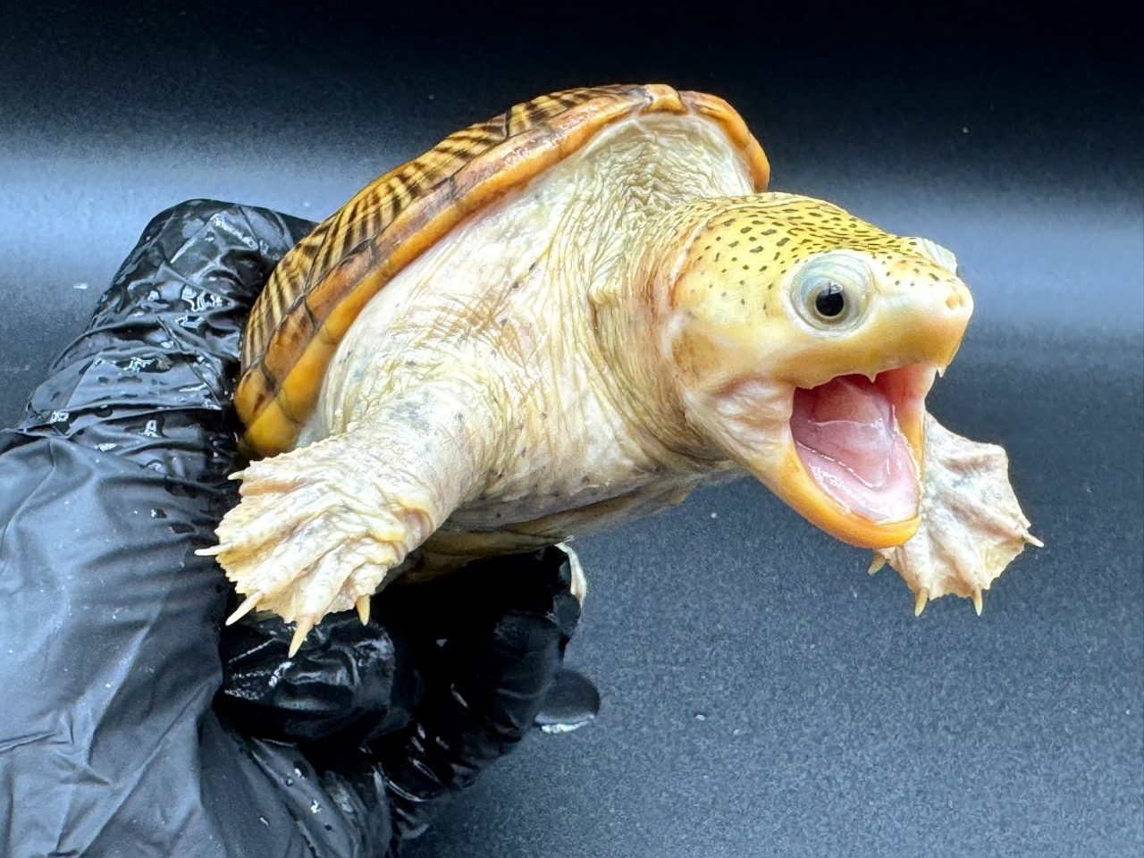 ハラガケガメ　Ｇ(3)