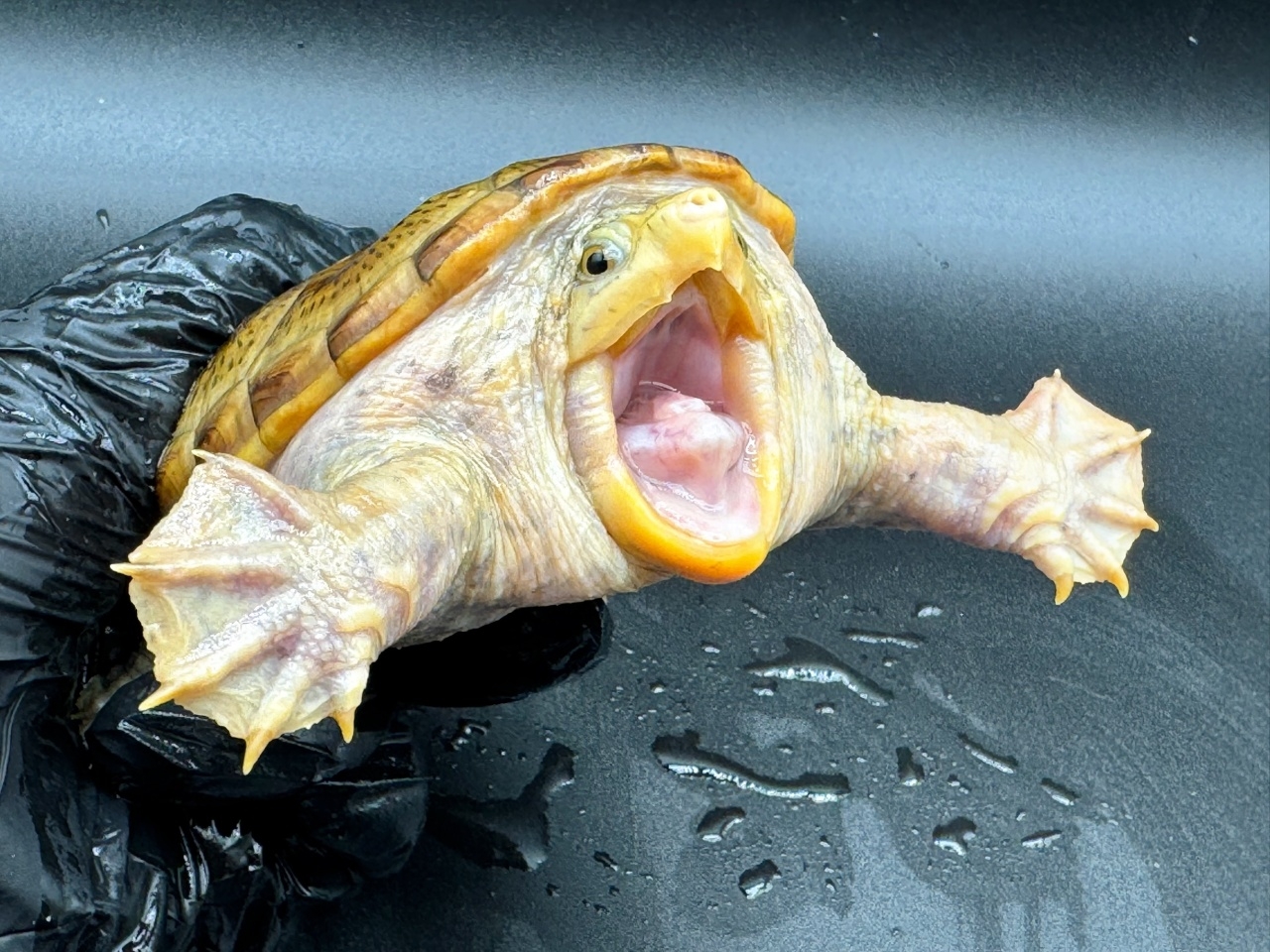 ハラガケガメ　Ｙ(3)