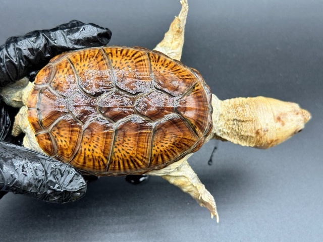 ハラガケガメ　Ｔ