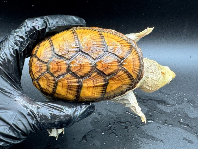 ハラガケガメ　Ｑ