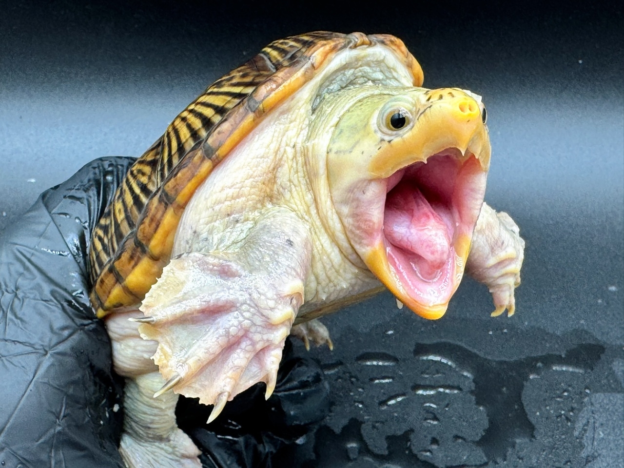 ハラガケガメ　Ｍ(3)