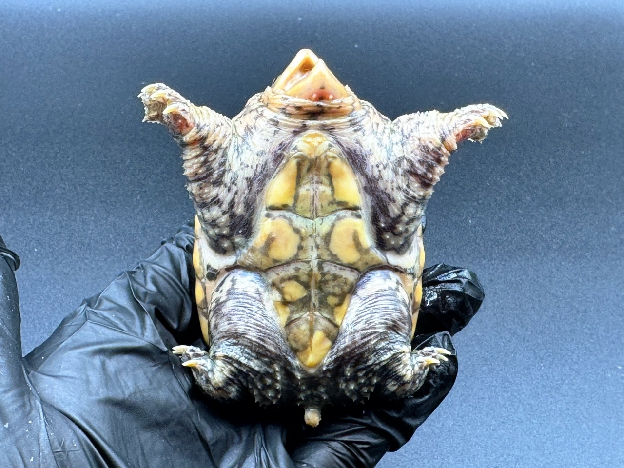 ハラガケガメ　Ｃ(5)