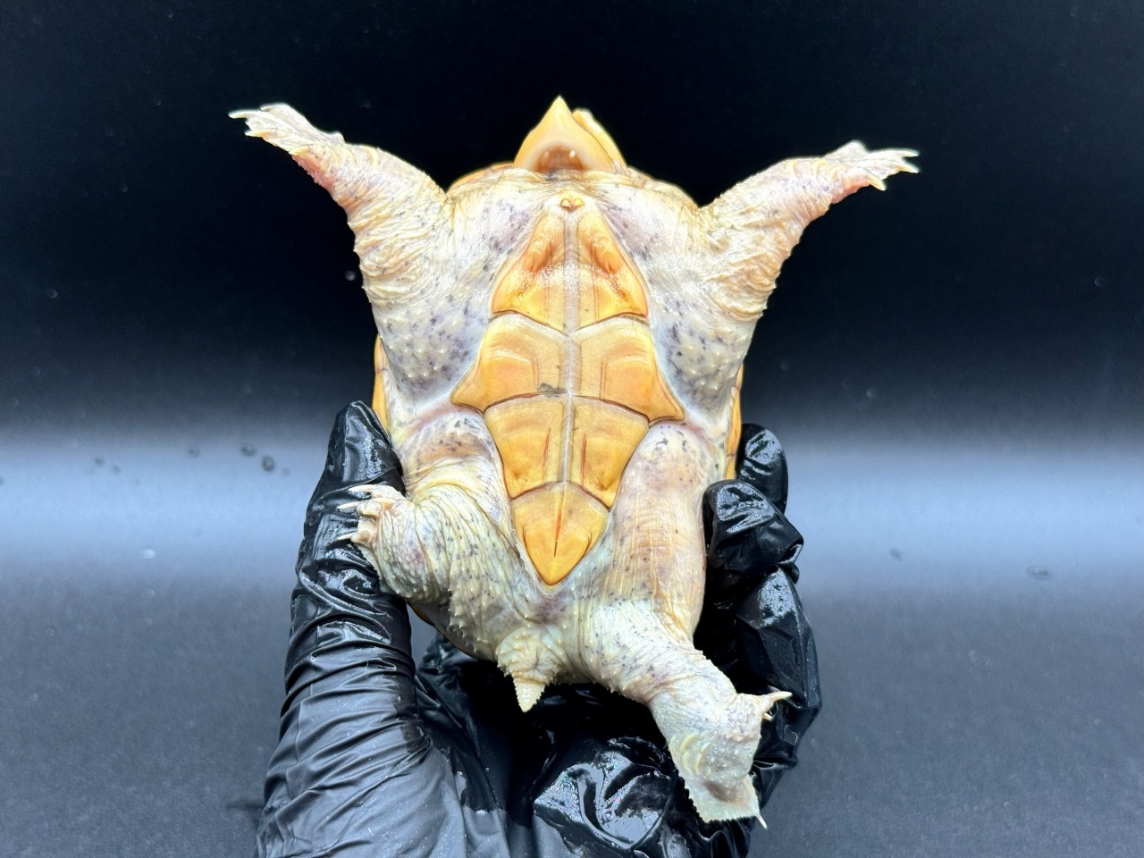 ハラガケガメ　Ｓ(4)