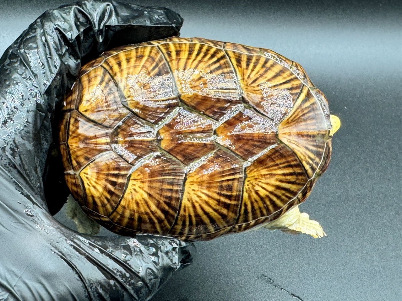 ハラガケガメ　Ｎ(1)