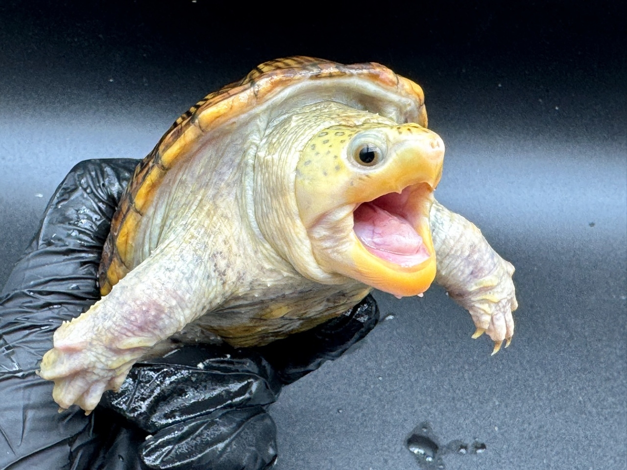 ハラガケガメ　Ｘ(3)