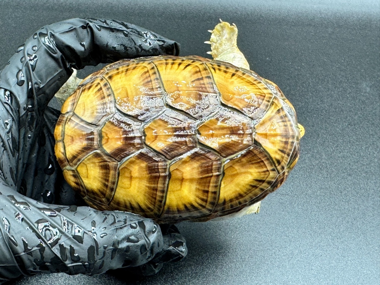 ハラガケガメ　Ａ(1)