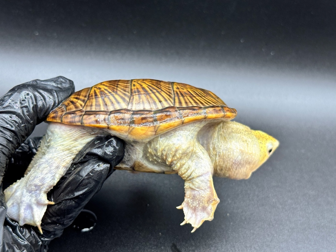 ハラガケガメ　Ｘ(2)