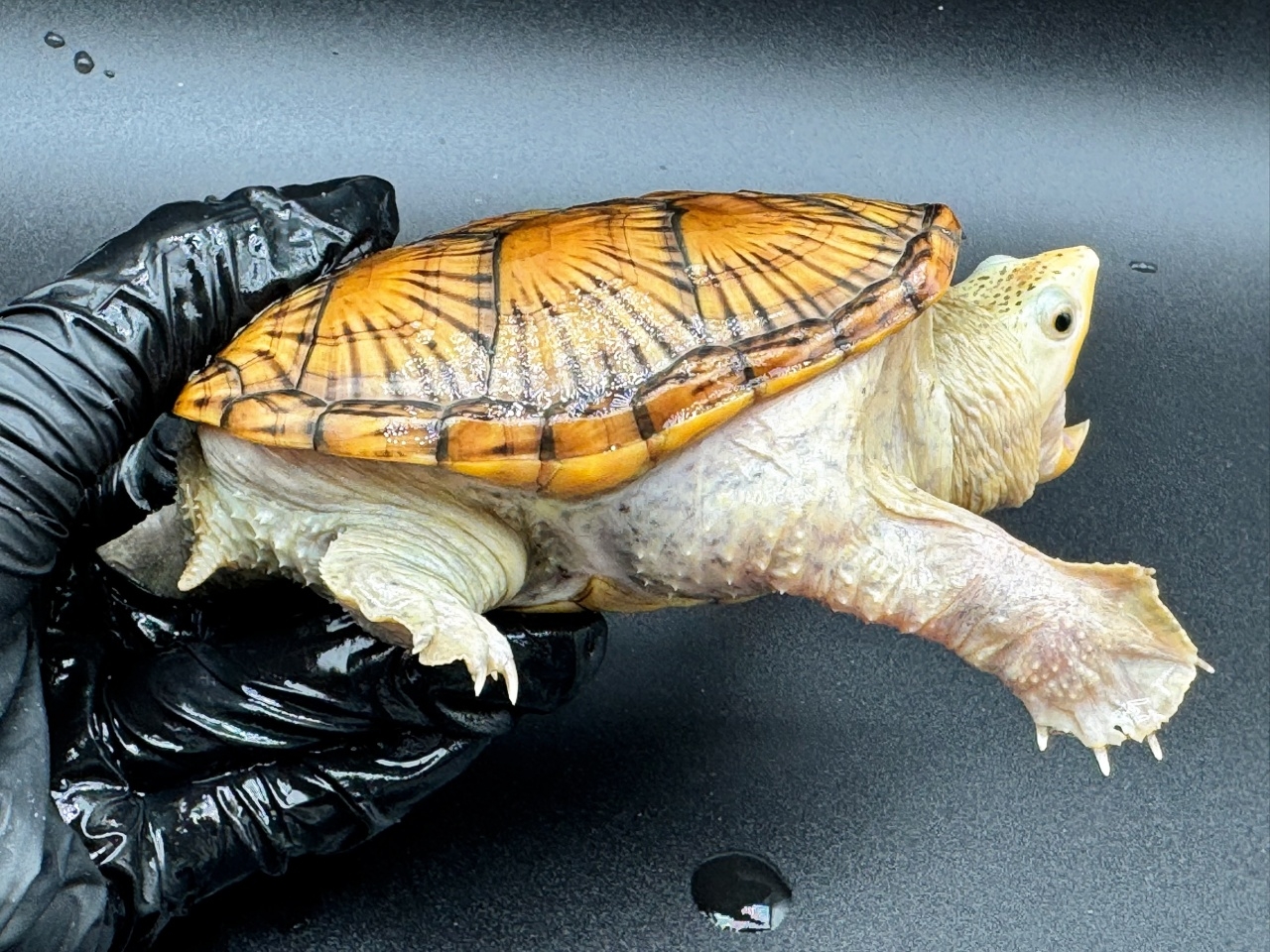 ハラガケガメ　Ｓ(2)