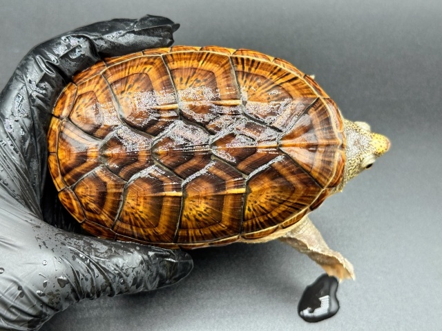 ハラガケガメ　Ｏ