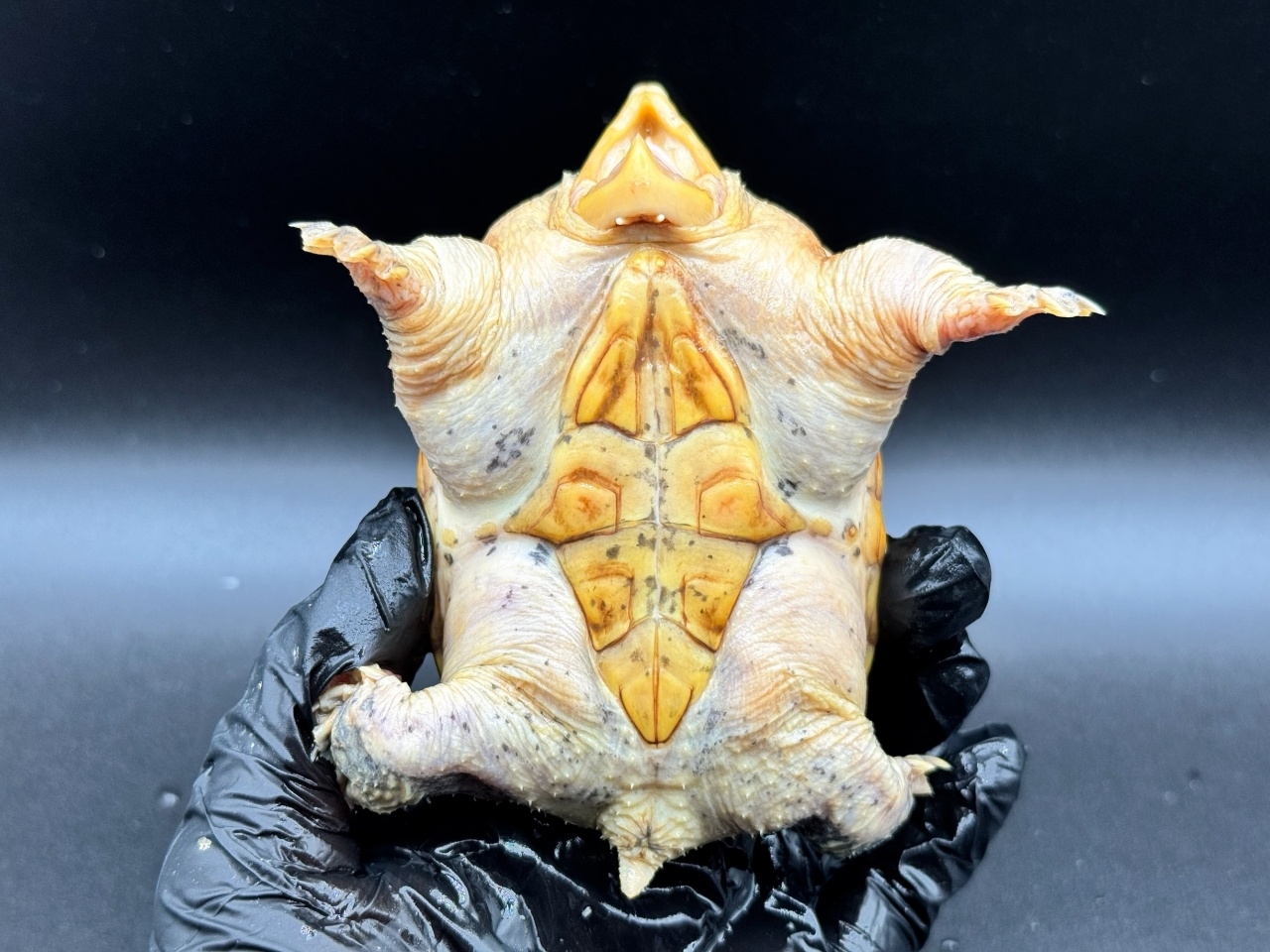 ハラガケガメ　Ｈ(4)