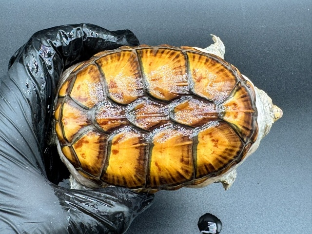 ハラガケガメ　Ｑ