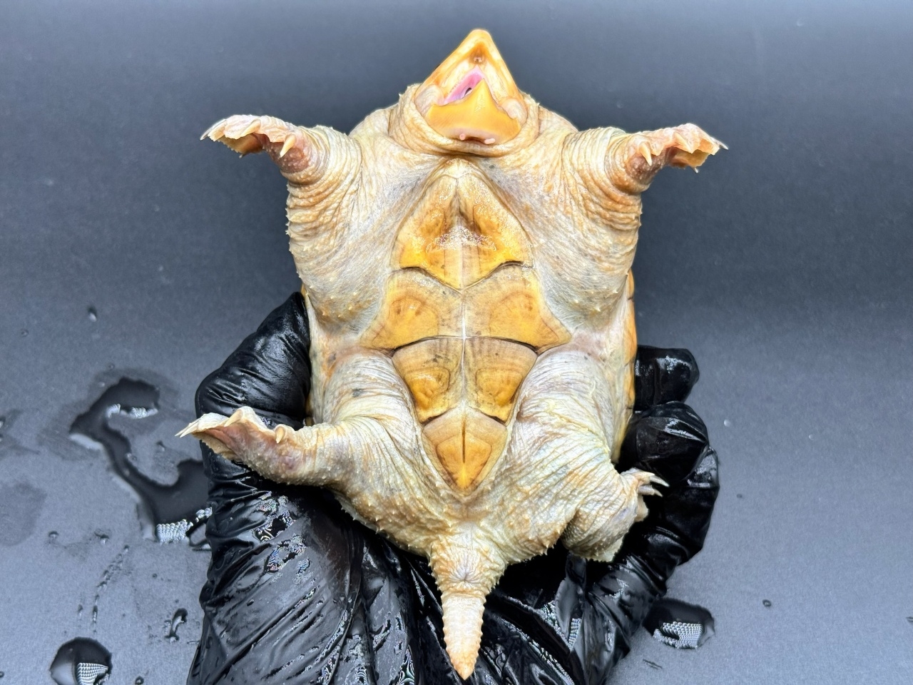 ハラガケガメ　Ｆ(4)