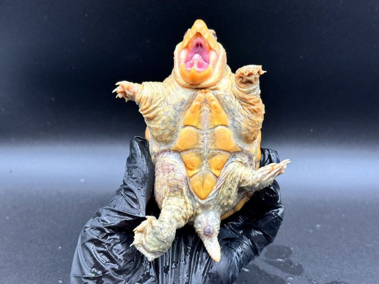 ハラガケガメ　Ｊ(4)