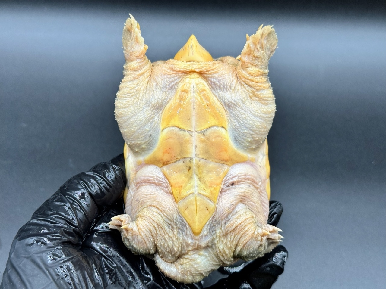 ハラガケガメ　Ｄ(4)