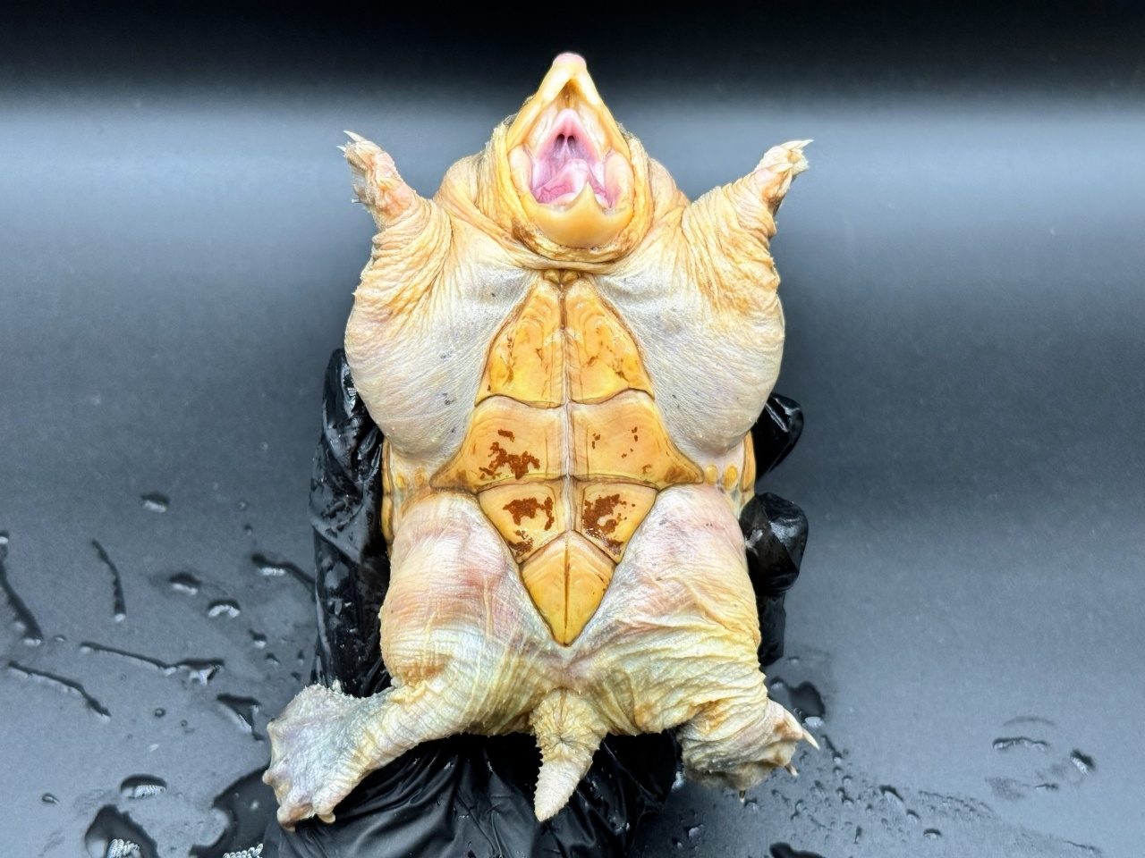 ハラガケガメ　Ｌ(4)