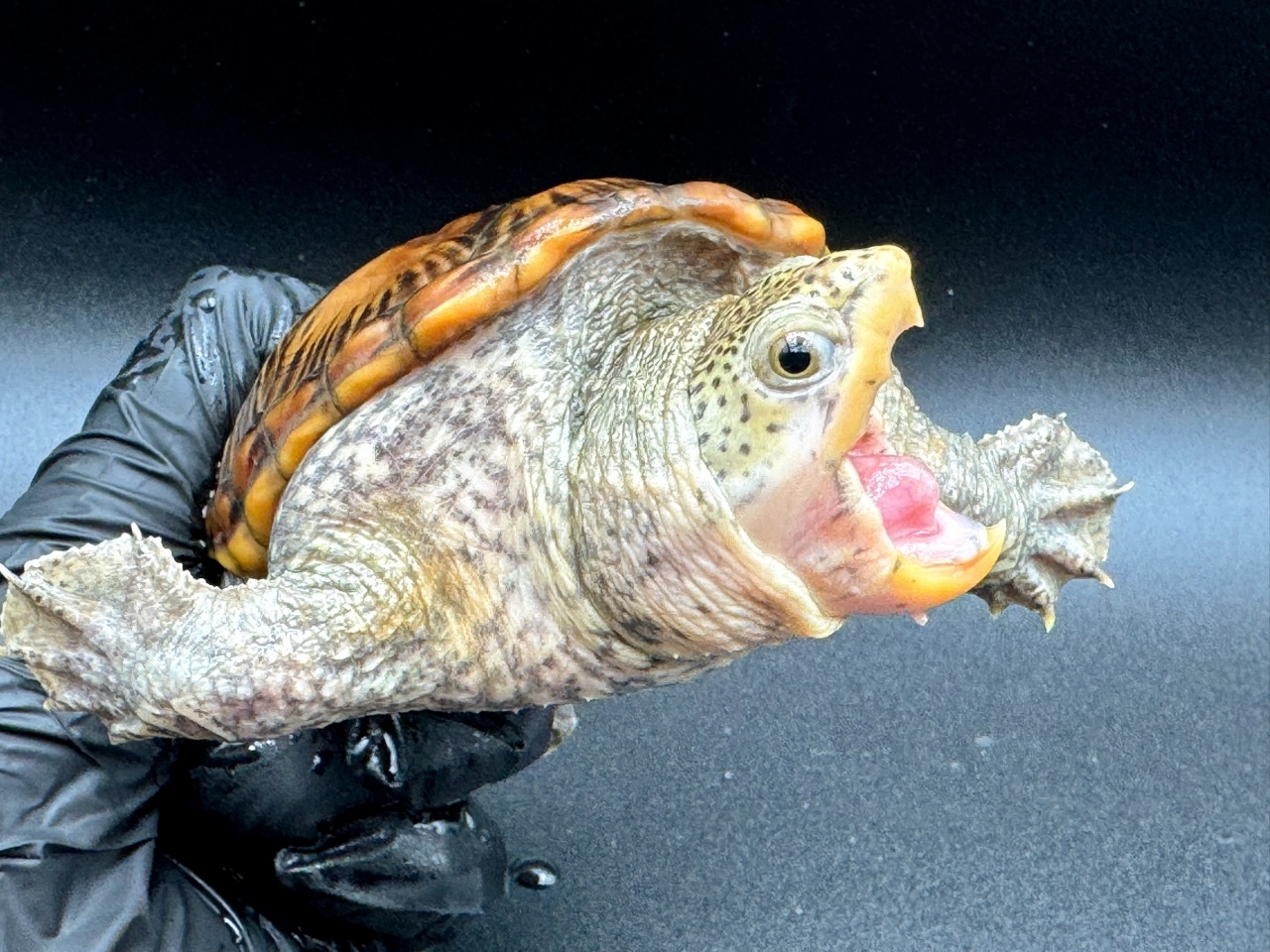 ハラガケガメ　Ｉ(3)