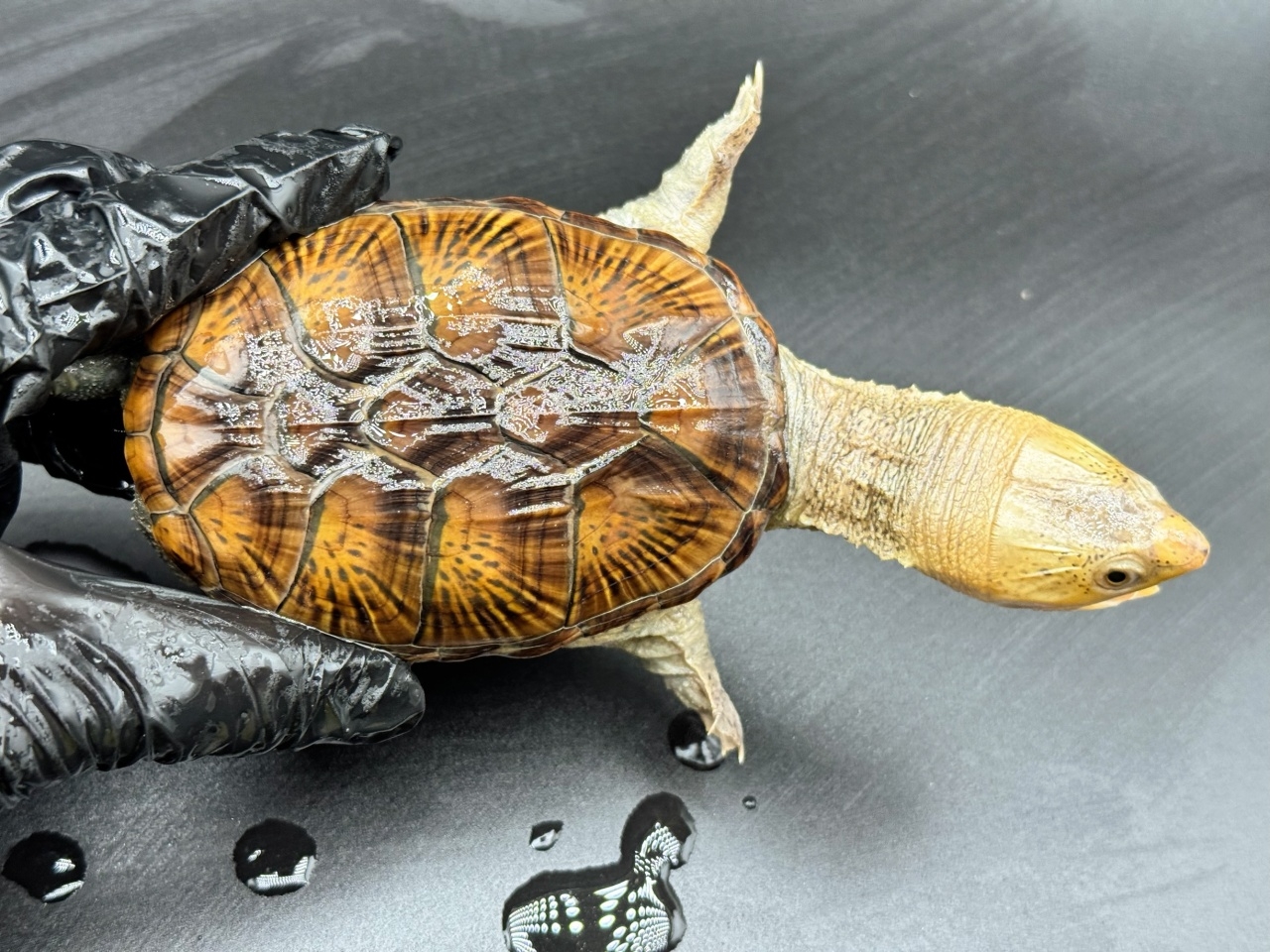 ハラガケガメ　Ｕ(1)