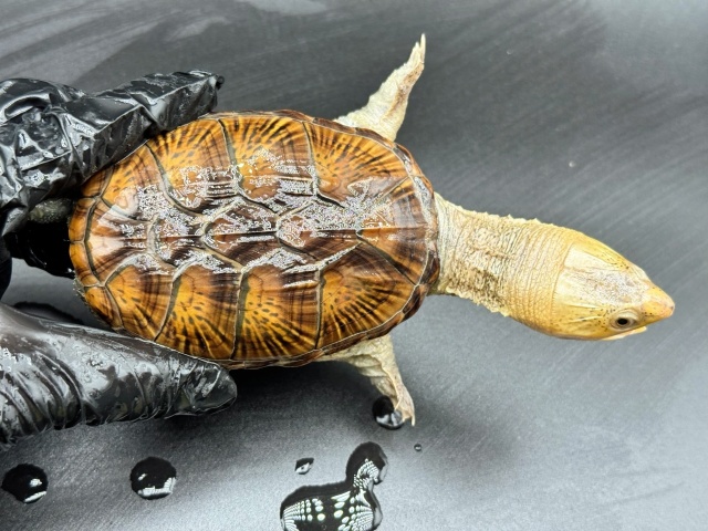 ハラガケガメ　Ｕ