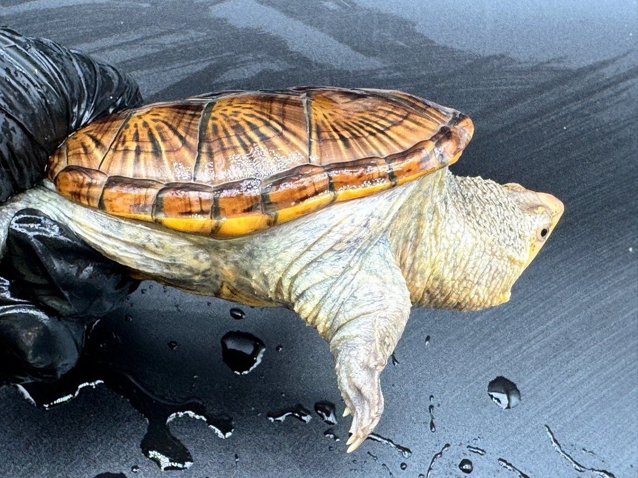 ハラガケガメ　Ｕ(2)