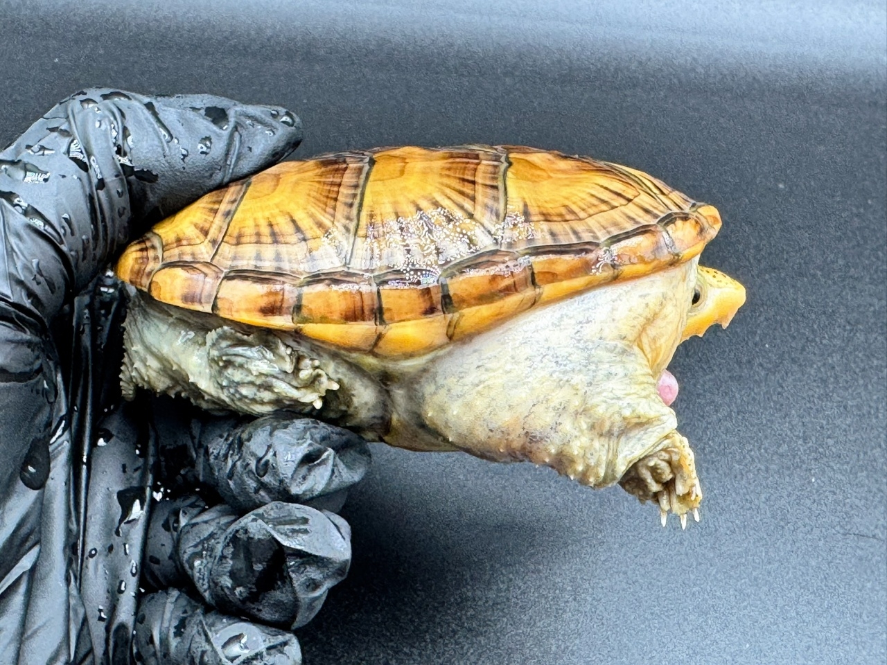 ハラガケガメ　Ａ(2)