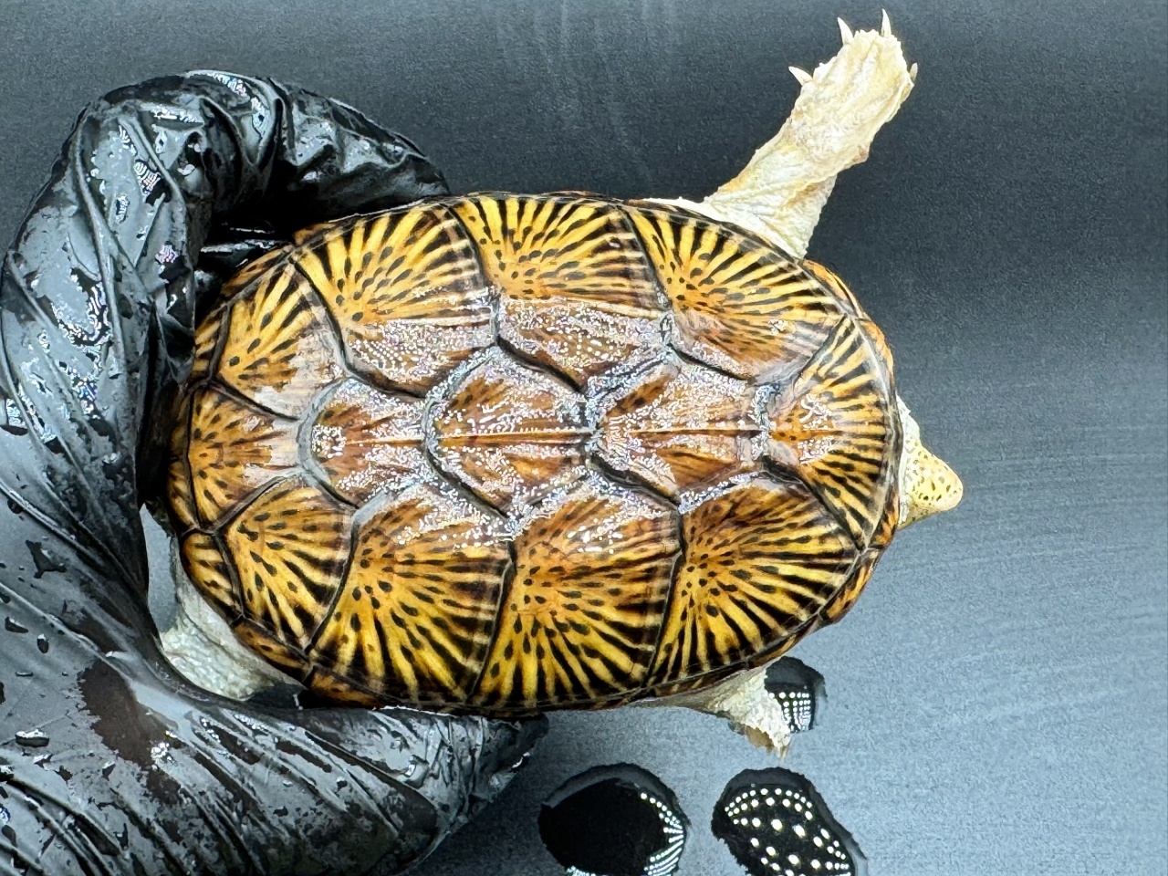 ハラガケガメ　Ｓ(1)