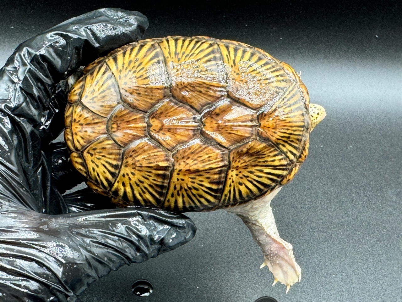 ハラガケガメ　Ｚ(1)