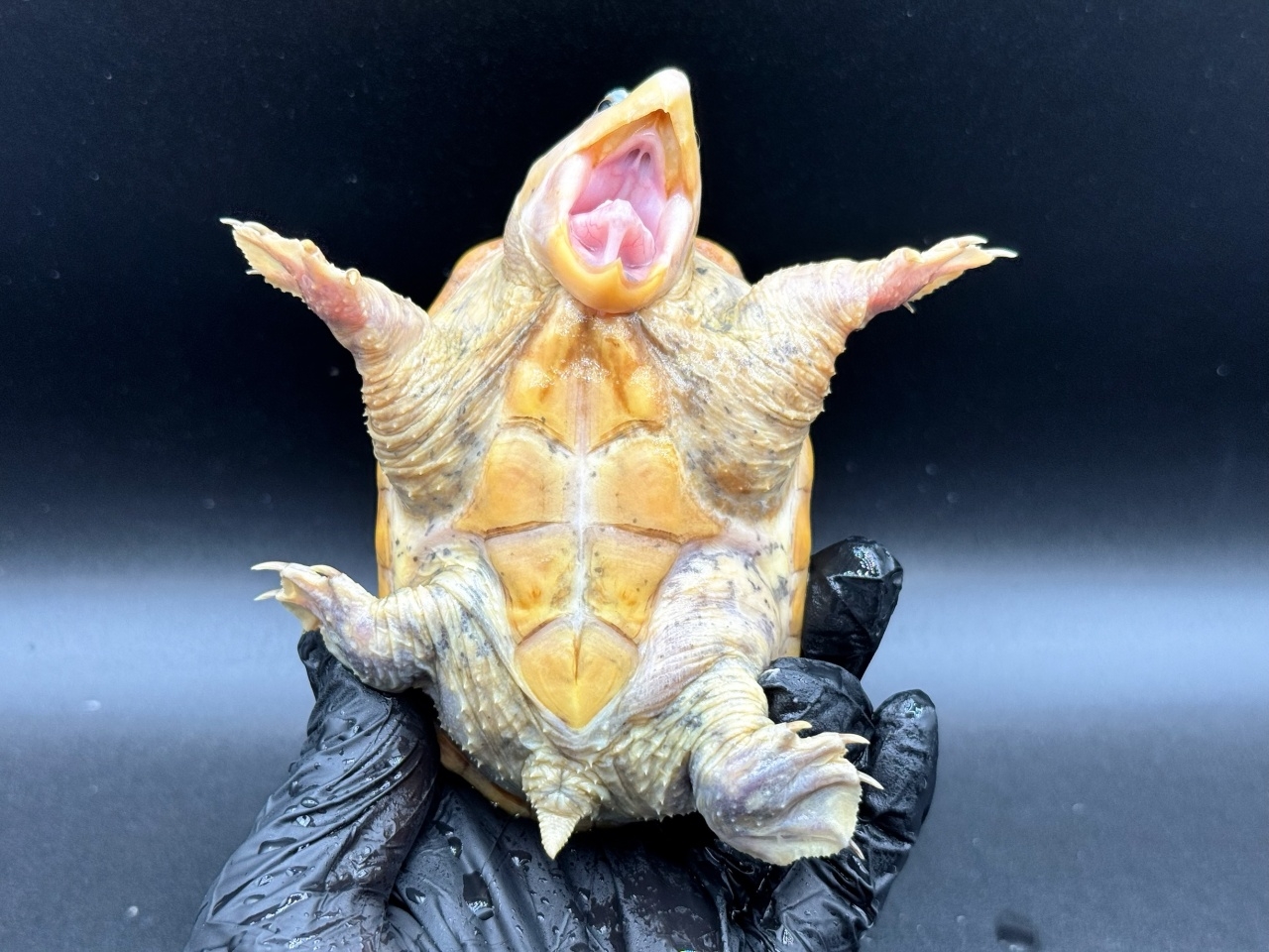 ハラガケガメ　Ｖ(4)