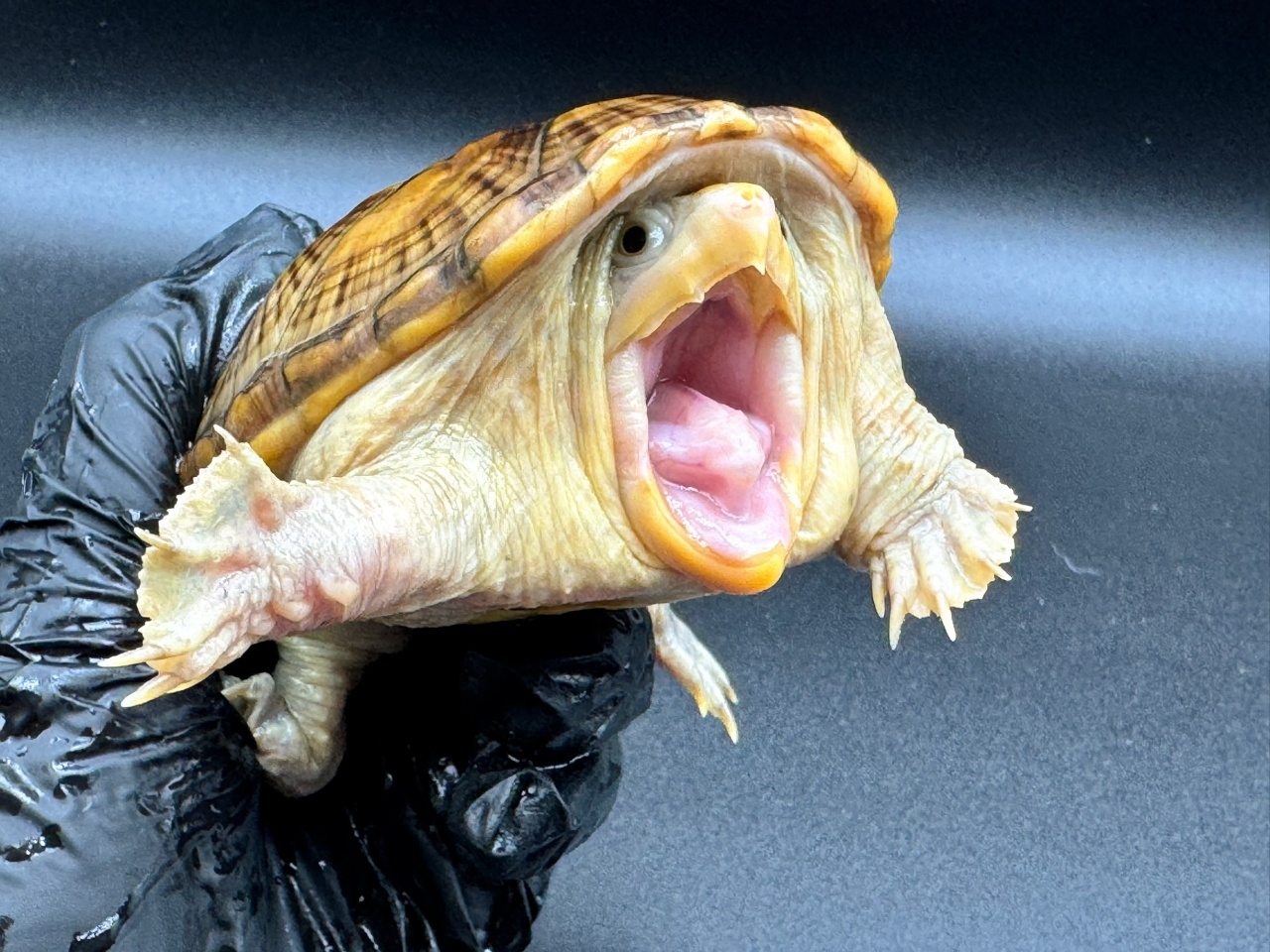 ハラガケガメ　Ｂ(3)