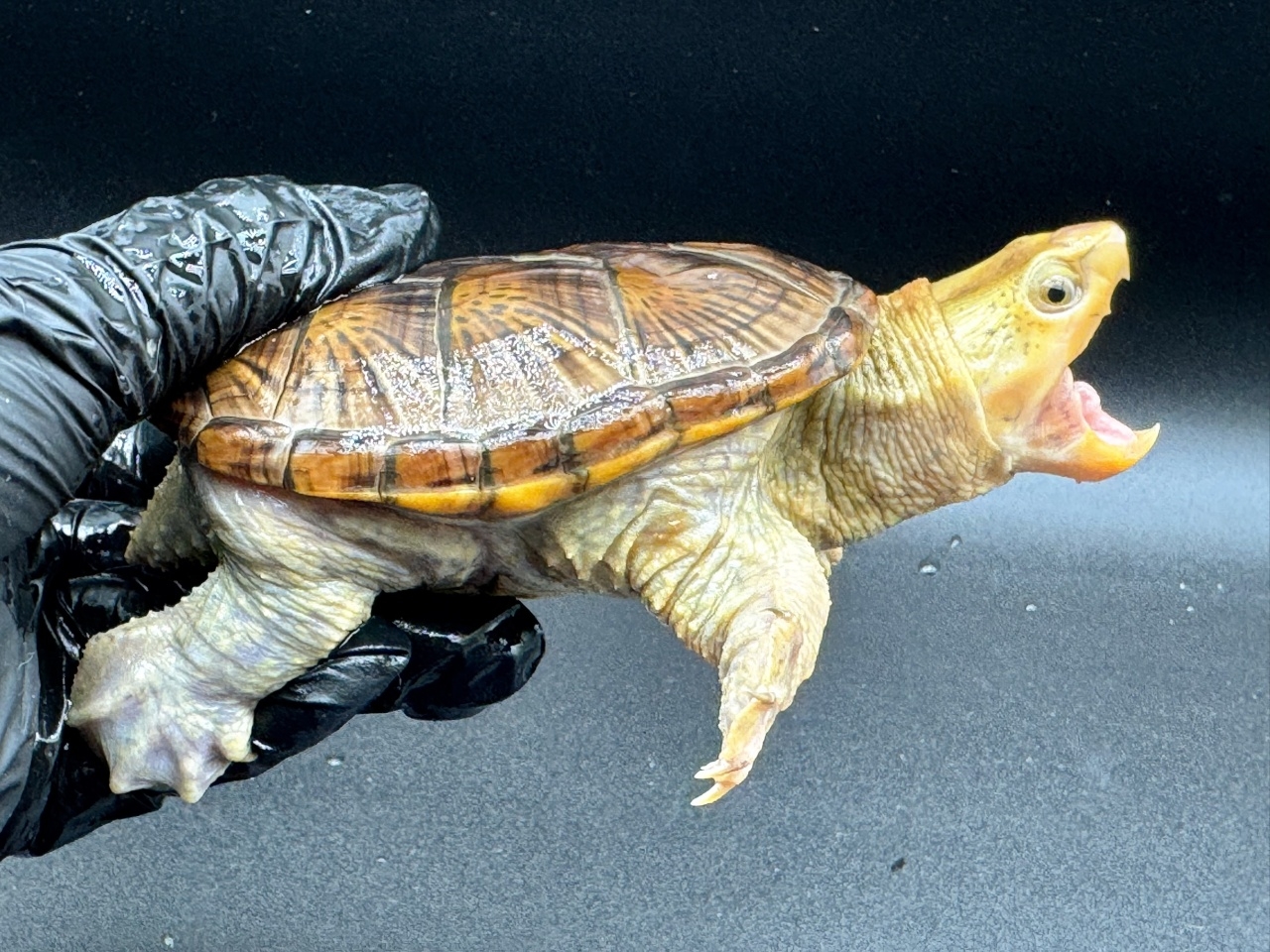 ハラガケガメ　Ｄ(2)