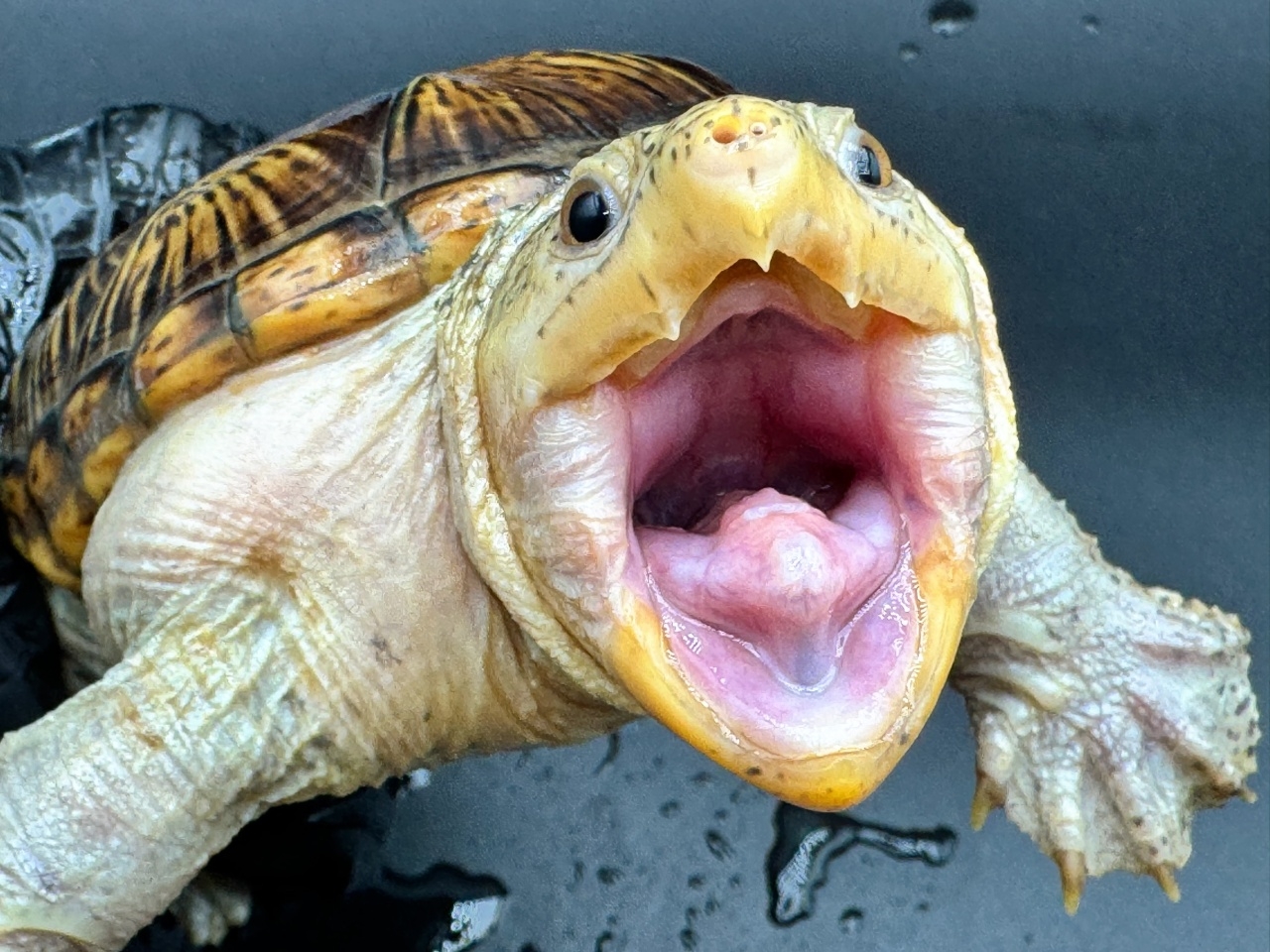 ハラガケガメ　Ｖ(3)