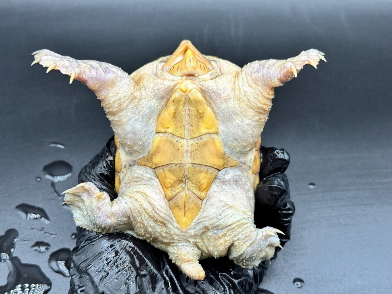 ハラガケガメ　Ｓ(4)