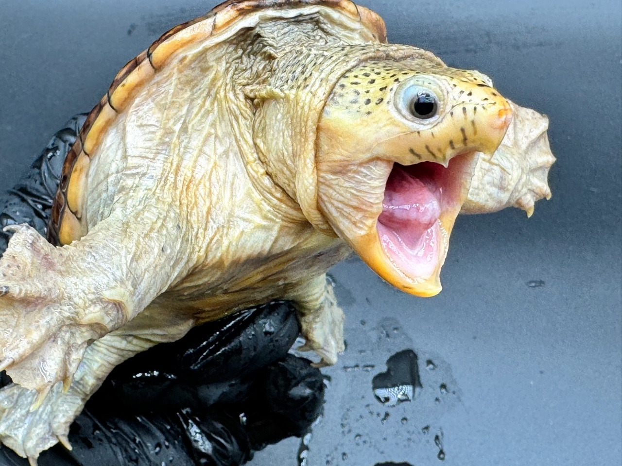 ハラガケガメ　Ｍ(3)