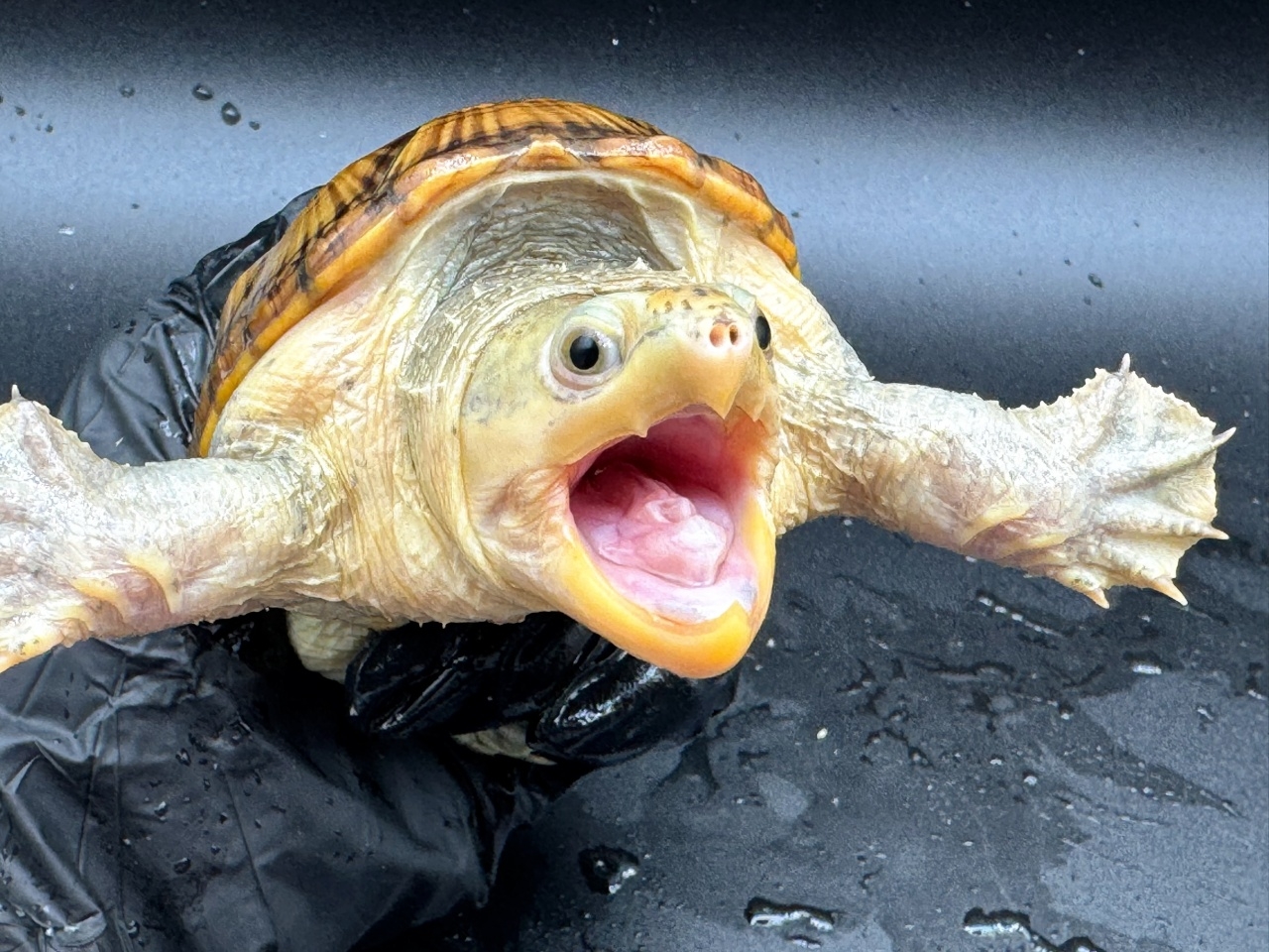 ハラガケガメ　Ｑ(3)