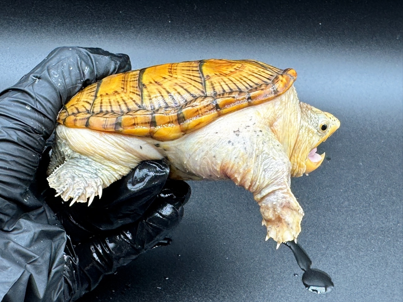 ハラガケガメ　Ｈ(2)