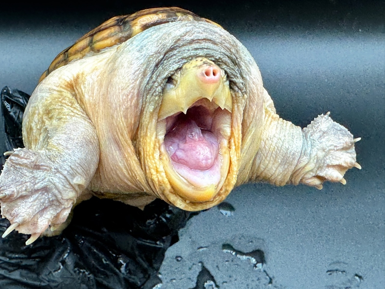 ハラガケガメ　Ｌ(3)