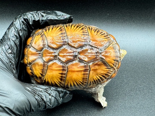 ハラガケガメ　Ｉ